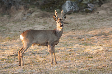 Image showing roebuck