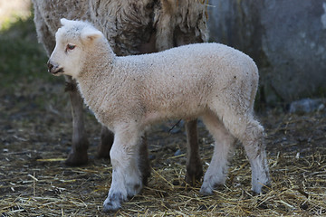 Image showing lamb