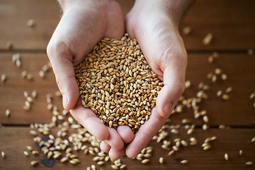 Image showing male farmers hands holding malt or cereal grains