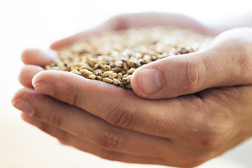 Image showing male farmers hands holding malt or cereal grains