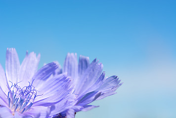 Image showing Flower chicory on the background of sky.