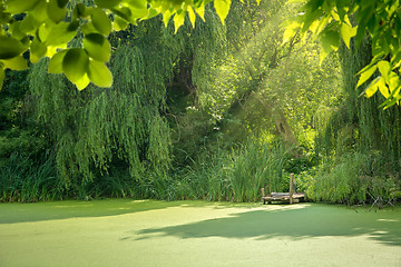 Image showing Overgrown forest lake.