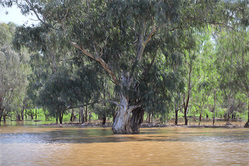Image showing Gum Tree in Floodwaters