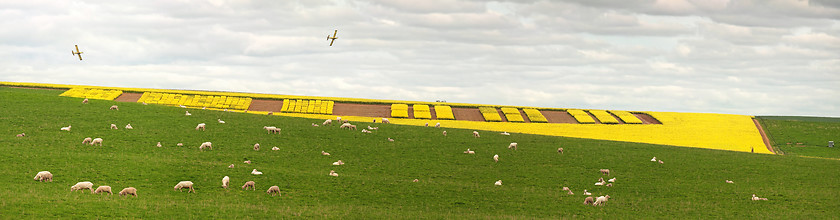 Image showing Creative Canola Farming