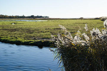 Image showing Fluffy reeds in a wetland