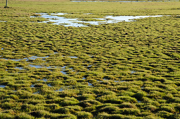 Image showing Tufted green wetland