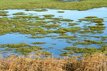 Image showing Bright green wetland