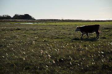 Image showing Backlit cow in a wetland