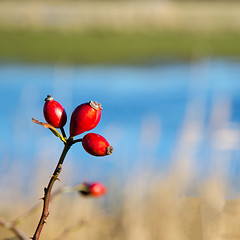 Image showing Ripe rosehips on a twig