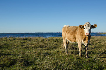 Image showing Cow in a coastal pastureland