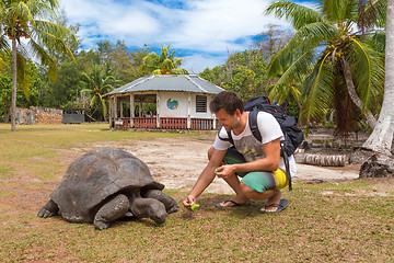 Image showing Tourist feeding Aldabra giant tortoises on Curieuse island, Seychelles.