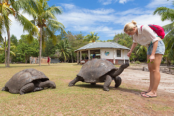 Image showing Tourist feeding Aldabra giant tortoises on Curieuse island, Seyc