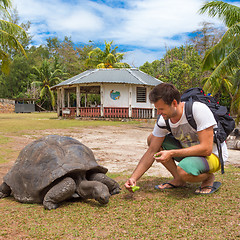 Image showing Tourist feeding Aldabra giant tortoises on Curieuse island, Seychelles.