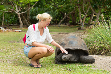 Image showing Tourist feeding Aldabra giant tortoises on Curieuse island, Seychelles.