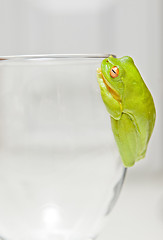 Image showing green tree frog on glass