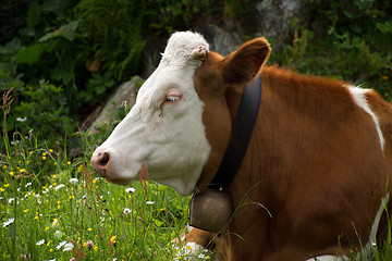 Image showing Cows in the Salzburg County, Austria