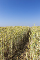 Image showing immature yellowing wheat