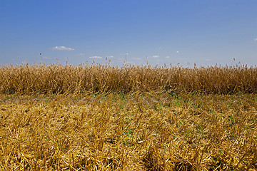 Image showing cereals during harvest