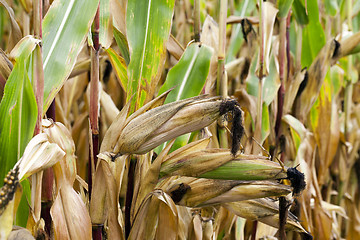 Image showing ripe corn, autumn