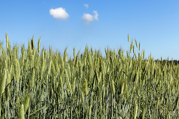 Image showing Field with cereal