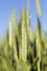 Image showing Field with cereal