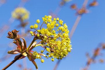 Image showing flowering maple tree