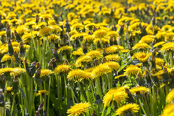 Image showing yellow dandelions in spring