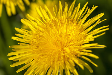 Image showing yellow dandelions in spring