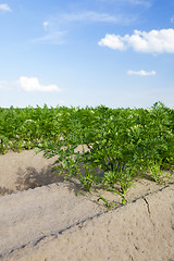 Image showing Field with carrot