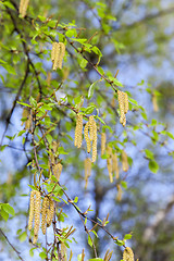 Image showing Young leaves of birch