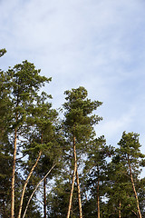 Image showing photographed the tops of pines