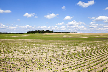 Image showing field with beetroot