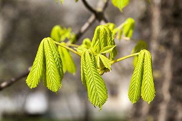 Image showing green leaves of chestnut