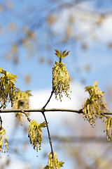 Image showing flowering maple tree