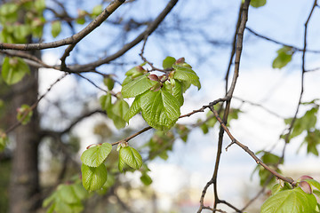 Image showing young leaves of linden tree