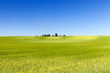 Image showing Field with cereal