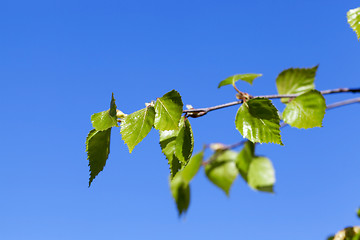 Image showing Young leaves of birch