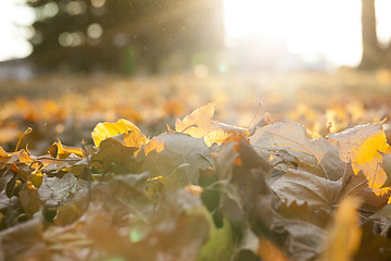 Image showing autumn in the park