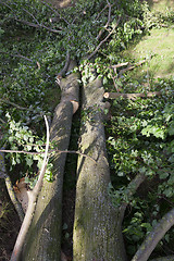 Image showing destroyed a tree, close-up