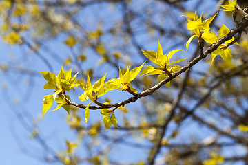 Image showing linden trees in the spring