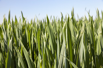 Image showing Field with cereal