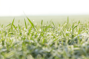 Image showing young grass plants, close-up