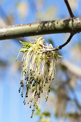 Image showing flowering maple tree