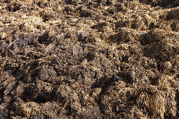 Image showing are landed in a pile of manure