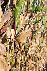 Image showing yellowed ripe corn