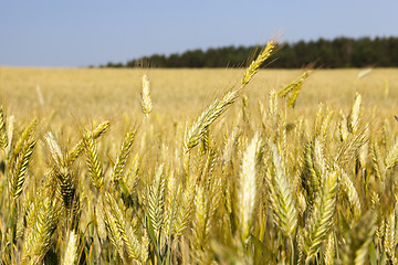 Image showing ripening cereals in the field