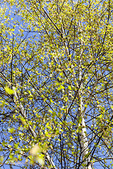 Image showing young birch leaves