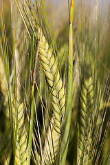 Image showing Field with cereal