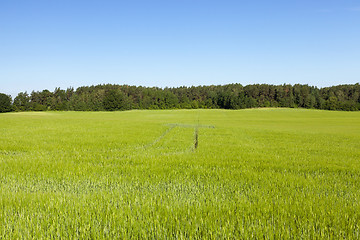 Image showing Field with cereal