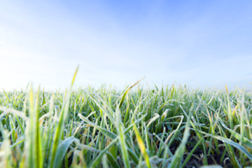 Image showing young grass plants, close-up